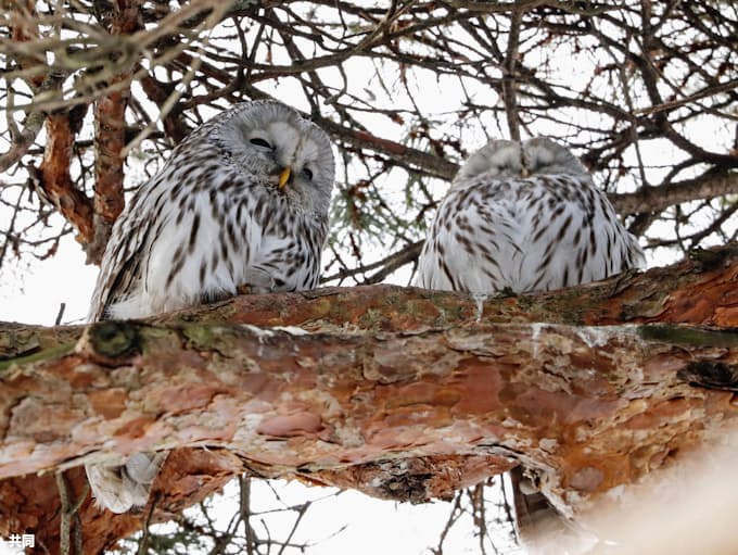 被災の神社にエゾフクロウ 北海道厚真 復旧の励みに 日本経済新聞