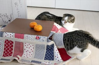 和歌山県産ミカンとセット販売されている猫用のミニこたつ(中田鶏肉店提供)=共同 和歌山県産ミカンとセット販売されている猫用のミニこたつ(中田鶏肉店提供)=共同