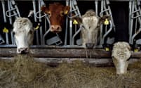 アイルランドで育てられているアンガス牛。対英輸出にWTOルールが適用されれば、牛肉には最大53%の関税が課される=ロイター