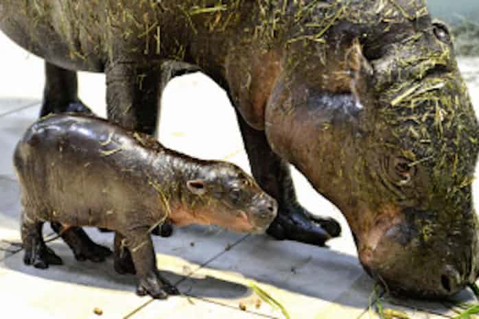 コビトカバの赤ちゃん誕生 大阪の生き物展示施設で 日本経済新聞