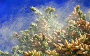 スギ花粉は天気によって飛散量が変わる