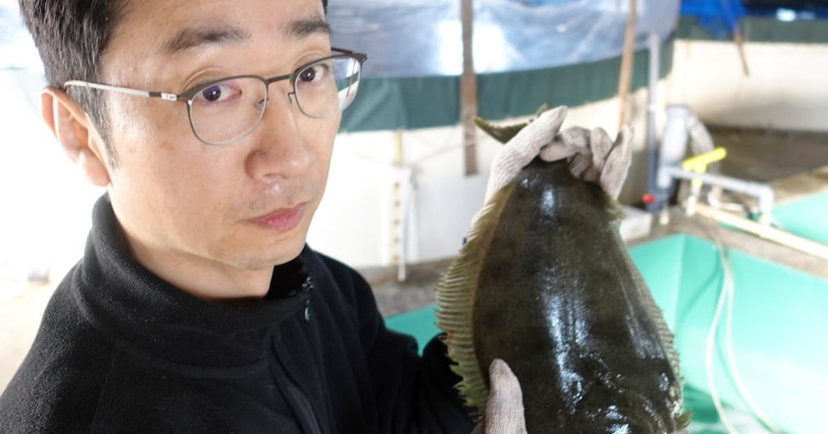 鳥取発 白雪ひらめ 本格販売 寄生虫付きにくく 日本経済新聞 鳥取発 白雪ひらめ 本格販売 寄生虫付きにくく 日本経済新聞