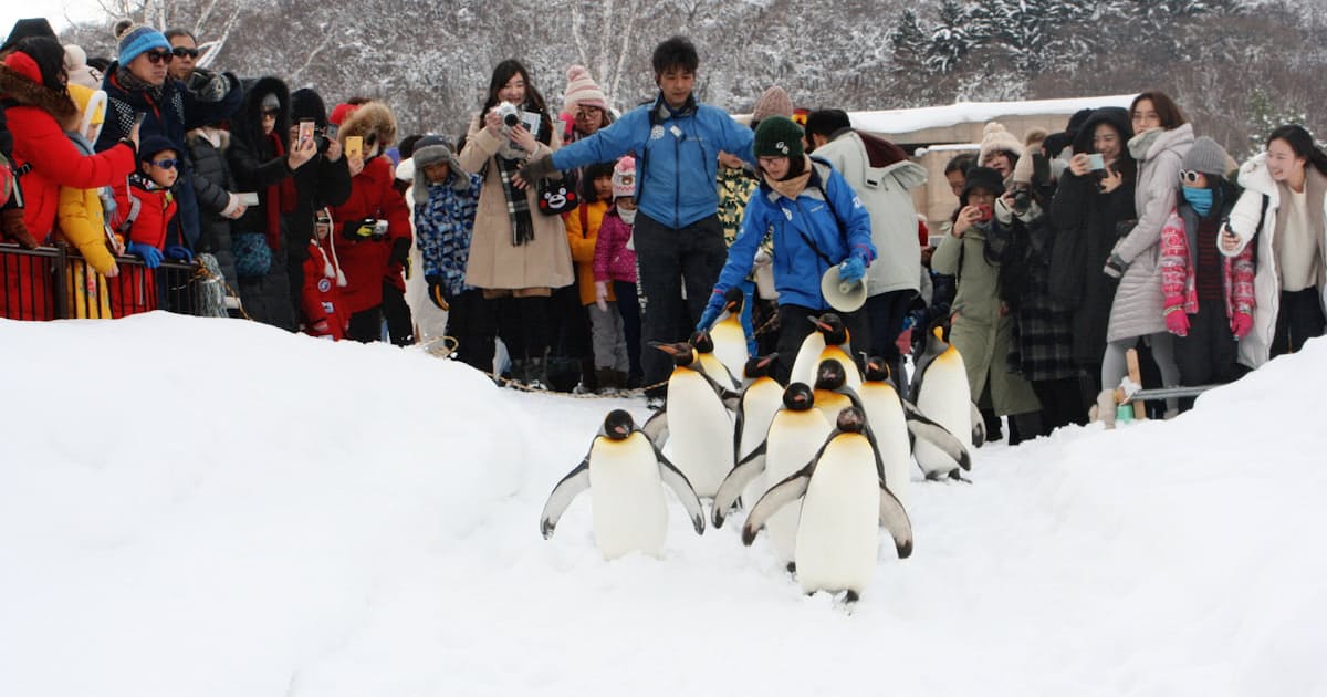 旭山動物園 ブーム一服 周辺観光の魅力アップ課題 日本経済新聞 旭山動物園 ブーム一服 周辺観光の魅力アップ課題 日本経済新聞