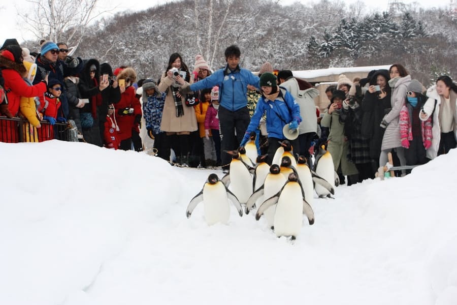 旭山動物園 ブーム一服 周辺観光の魅力アップ課題 日本経済新聞