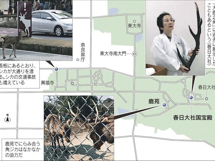 奈良のシカ 小型化 ホント もっと関西 日本経済新聞