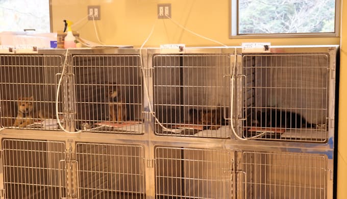 犬 猫の 里親 探しの拠点 高松に開所 訓練も 日本経済新聞