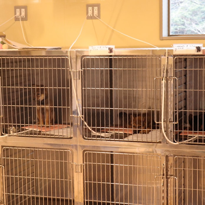 犬 猫の 里親 探しの拠点 高松に開所 訓練も 日本経済新聞 犬 猫の 里親 探しの拠点 高松に開所 訓練も 日本経済新聞