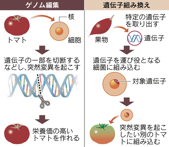 遺伝子 組み換え 作物 メリット メリット 作物 遺伝子 組み換え