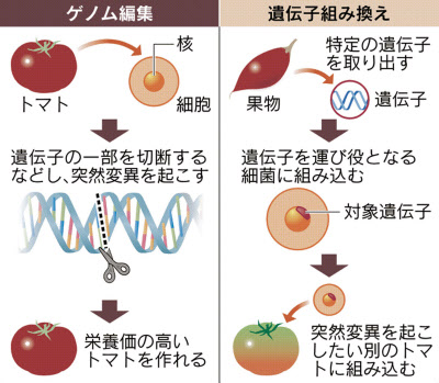 ゲノム編集食品 今夏にも流通 厚労省が了承 日本経済新聞