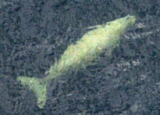 沖縄県名護市辺野古の沖合を泳ぐジュゴンとみられる海獣(2014年8月)=共同 沖縄県名護市辺野古の沖合を泳ぐジュゴンとみられる海獣(2014年8月)=共同