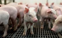 米国産豚肉の対日輸出額は19年に入り、数量ベースで35%減っている=ロイター