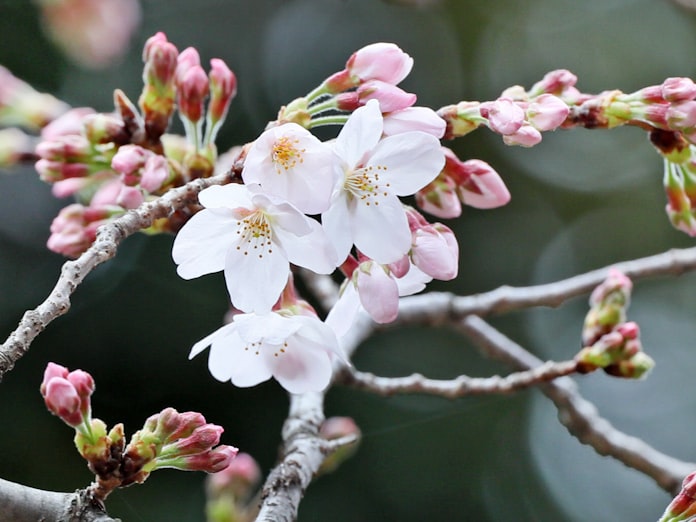 東京都心で桜が開花 平年より5日早く 日本経済新聞 東京都心で桜が開花 平年より5日早く 日本経済新聞