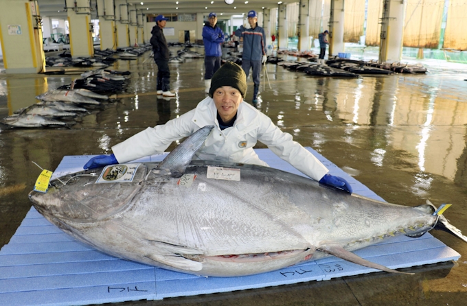 今年最大のクロマグロ水揚げ 386キロ 和歌山 日本経済新聞