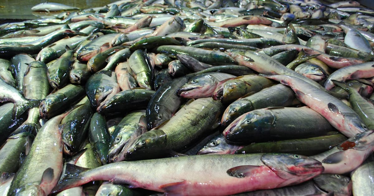 魚介類の養殖 Aiが指南 Aiハヤブサ 日本経済新聞 魚介類の養殖 Aiが指南 Aiハヤブサ 日本経済新聞