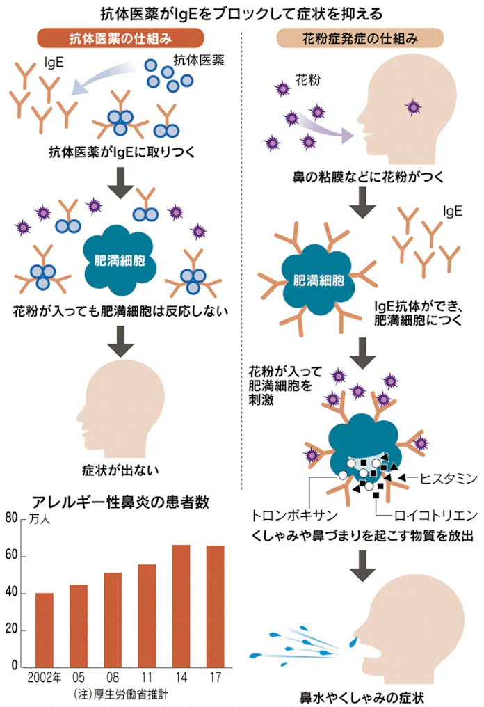 花粉症 抗体でもとからストップ ノバルティスが新薬 日本経済新聞 花粉症 抗体でもとからストップ ノバルティスが新薬 日本経済新聞