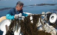 海藻が不作で価格も上昇している（山口県下関市での収穫作業）