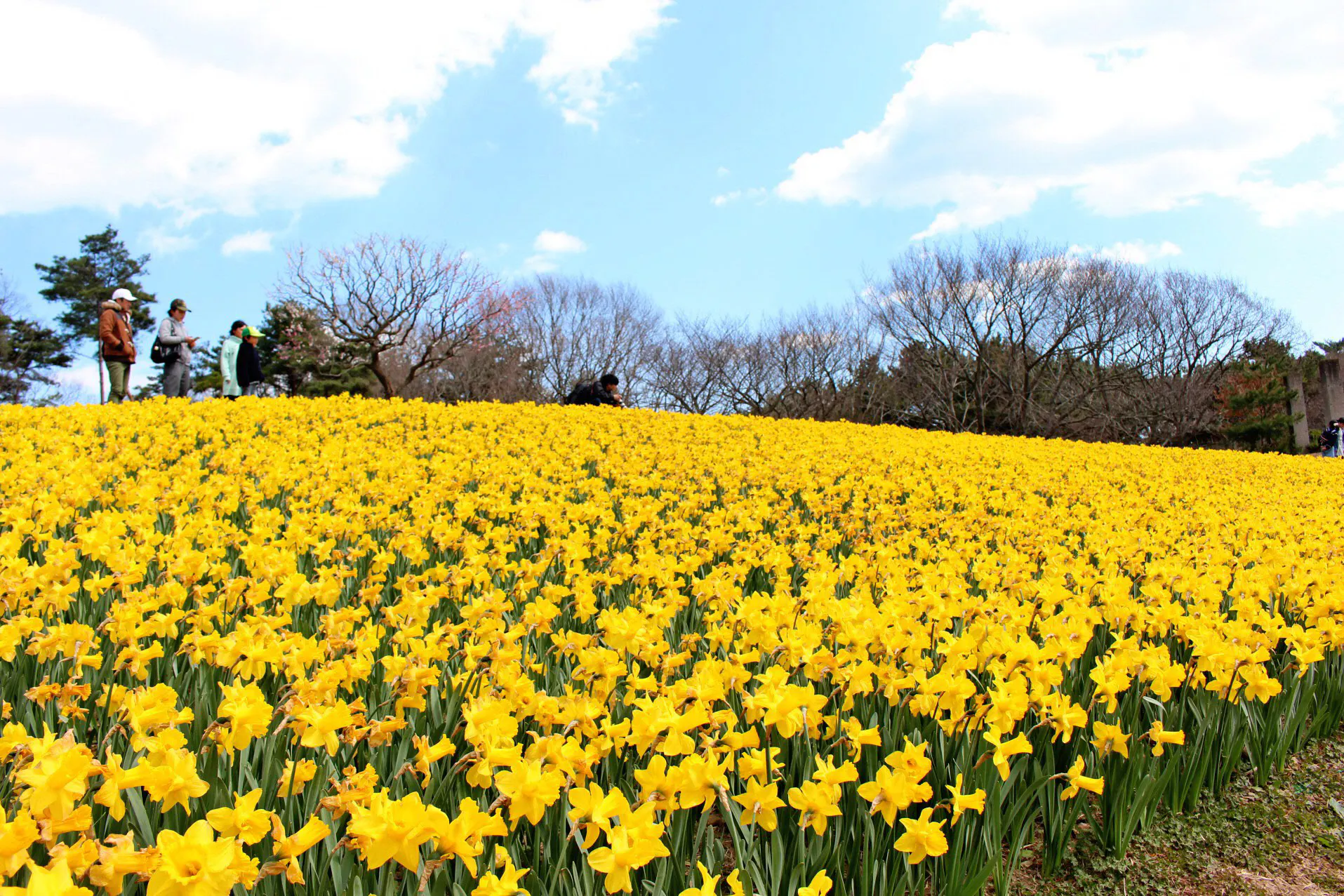 黄色や青の幻想的な花畑 桜だけじゃない花見の名所 Nikkei Style 黄色や青の幻想的な花畑 桜だけじゃない花見の名所 Nikkei Style