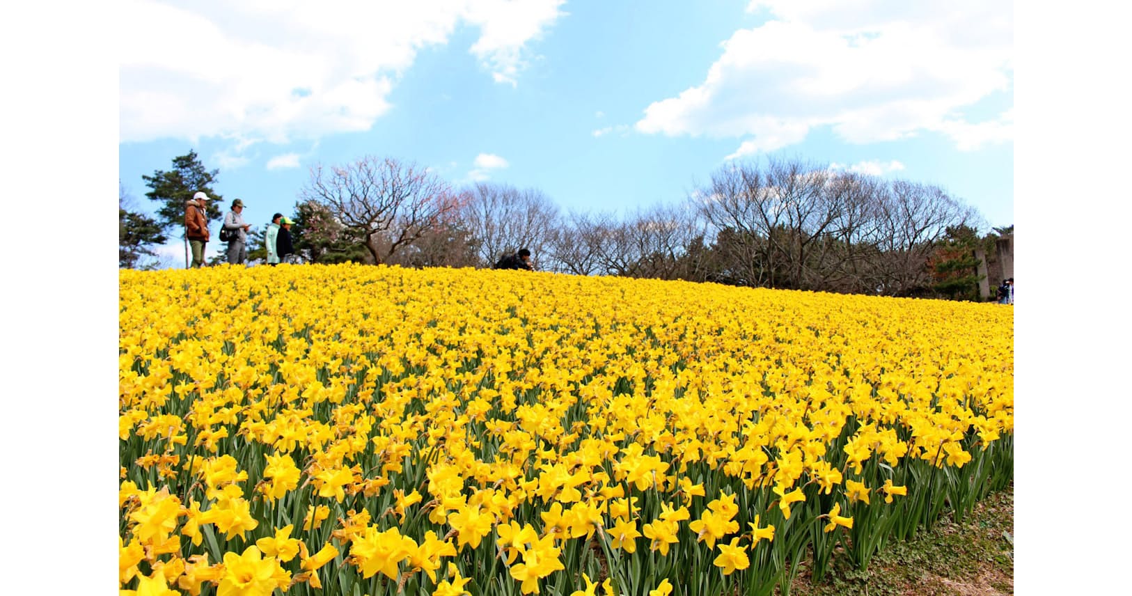 黄色や青の幻想的な花畑 桜だけじゃない花見の名所 Nikkei Style 黄色や青の幻想的な花畑 桜だけじゃない花見の名所 Nikkei Style