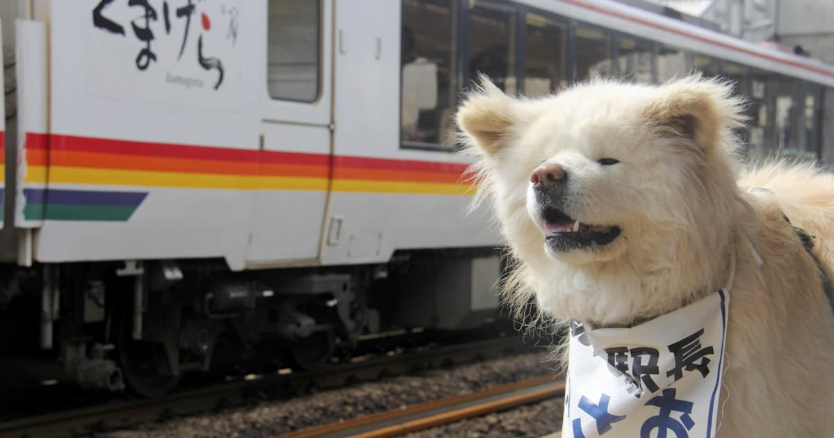 わさお駅長一家でお出迎え ブサカワ犬 青森のjr駅 日本経済新聞
