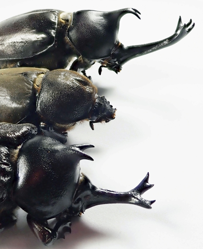 カブトムシ 雌に角生えた 基礎生物研が形成時期特定 日本経済新聞