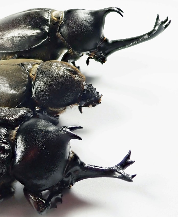 カブトムシ 雌に角生えた 基礎生物研が形成時期特定 日本経済新聞 カブトムシ 雌に角生えた 基礎生物研が形成時期特定 日本経済新聞