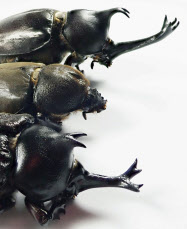 カブトムシ 雌に角生えた 基礎生物研が形成時期特定 日本経済新聞 カブトムシ 雌に角生えた 基礎生物研が形成時期特定 日本経済新聞