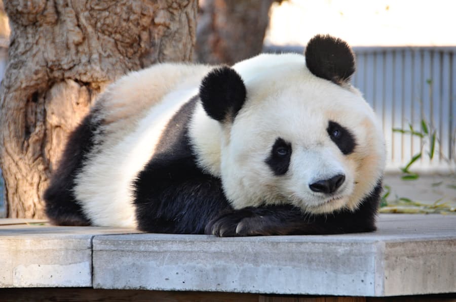 パンダ 王子 動物園