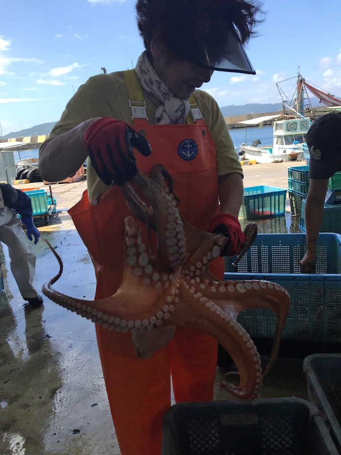 タコ 輸入価格2割下落 昨年最高値で産地在庫増 日本経済新聞 タコ 輸入価格2割下落 昨年最高値で産地在庫増 日本経済新聞