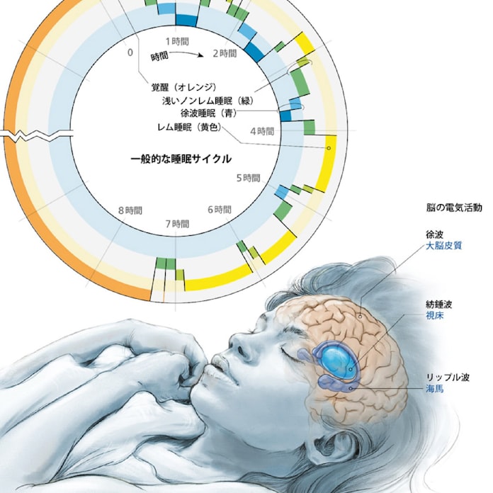 睡眠中に記憶を強化 米グループが実験 日本経済新聞 睡眠中に記憶を強化 米グループが実験 日本経済新聞