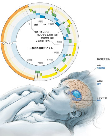 睡眠中に記憶を強化 米グループが実験 日本経済新聞