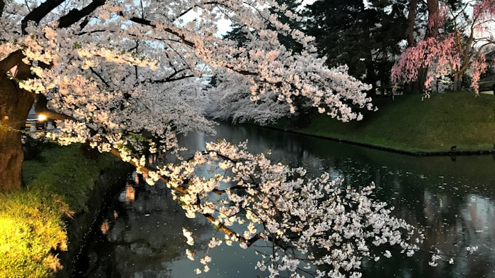 令和 最初の花見は北へ 北東北 北海道 連休が見ごろ 日本経済新聞 令和 最初の花見は北へ 北東北 北海道 連休が見ごろ 日本経済新聞