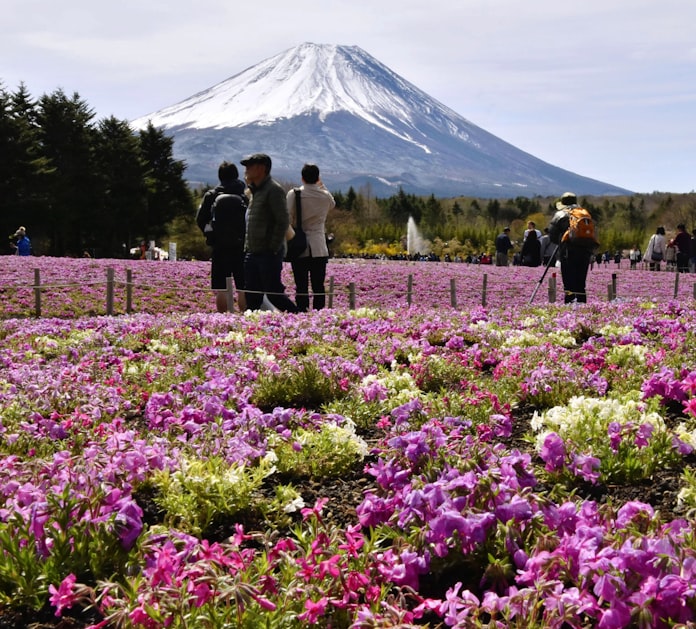 富士山麓 ピンクに染める シバザクラ80万株見ごろ 日本経済新聞 富士山麓 ピンクに染める シバザクラ80万株見ごろ 日本経済新聞