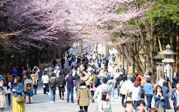 北海道神宮には満開の桜を見ようと多くの人が訪れた(札幌市)
