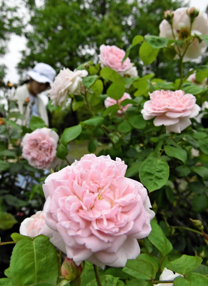 花回廊でばらまつり始まる 鳥取 皇室ゆかりの品種も 日本経済新聞 花回廊でばらまつり始まる 鳥取 皇室ゆかりの品種も 日本経済新聞