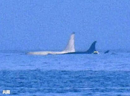 北海道沖 白いシャチ撮影 日本沿岸では極めて異例 日本経済新聞