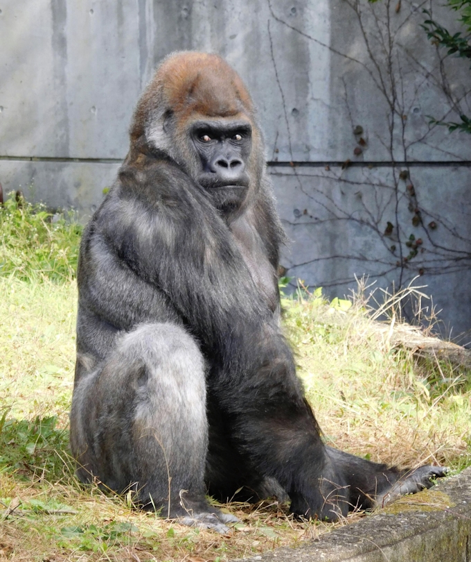 国内最高齢ゴリラ死ぬ 仙台の動物園 推定50歳 日本経済新聞