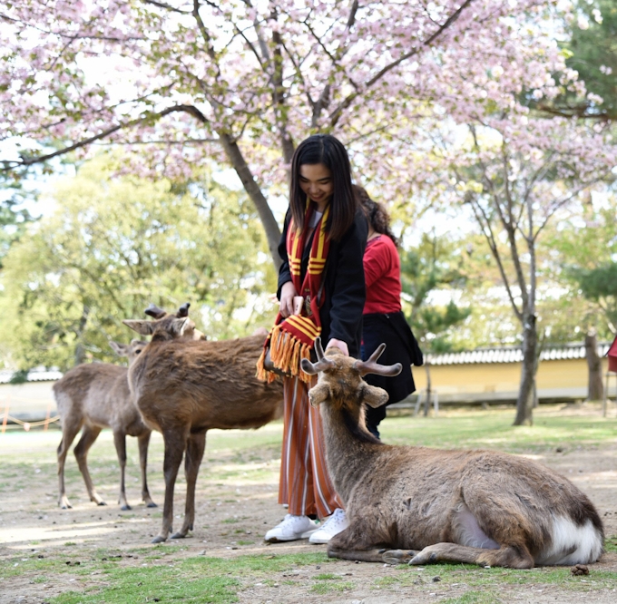 奈良公園のシカは受難 観光客のゴミ食べ健康被害 日本経済新聞