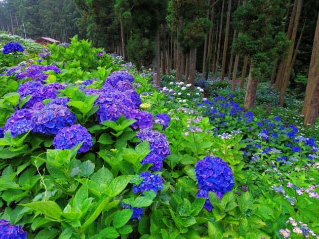雨にしっとり 写真映えするアジサイスポット12選 Nikkei Style 雨にしっとり 写真映えするアジサイスポット12選 Nikkei Style