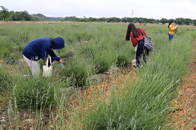 埼玉県嵐山町 5万株のラベンダー園 夏の新名所に 日本経済新聞