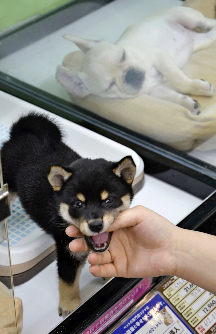 改正動物愛護法が成立 犬猫にチップ装着義務化 日本経済新聞
