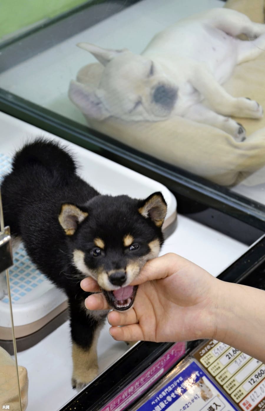 75 ヨーロッパ 動物愛護 最高の動物画像