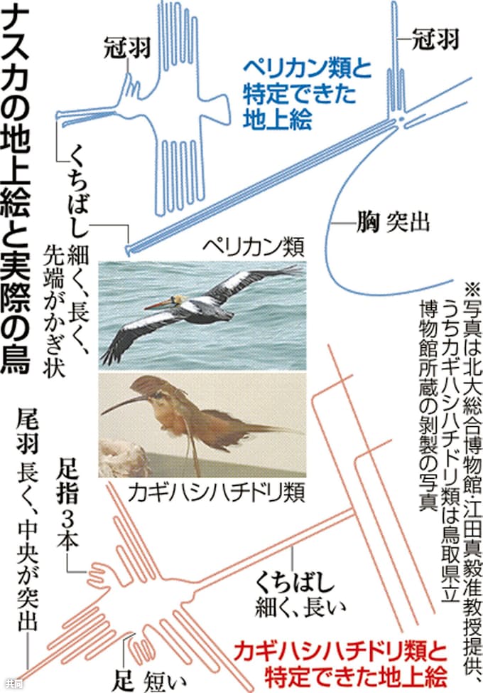 ナスカ地上絵の鳥を特定 制作目的知る手掛かりに 日本経済新聞