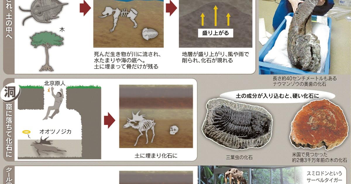 化石ってどうやってできるの 親子スクール 日本経済新聞 化石ってどうやってできるの 親子スクール 日本経済新聞