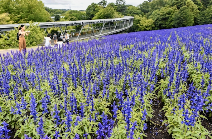 ブルーサルビア涼しげに 5万株満開 とっとり花回廊 日本経済新聞