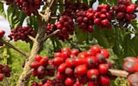 ブラジルのコーヒー産地は収穫期に入り、天候不順による減産懸念が広がっている