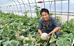 茨城県の独自品種のメロン「イバラキング」を栽培する根崎直喜さん（茨城県鉾田市）