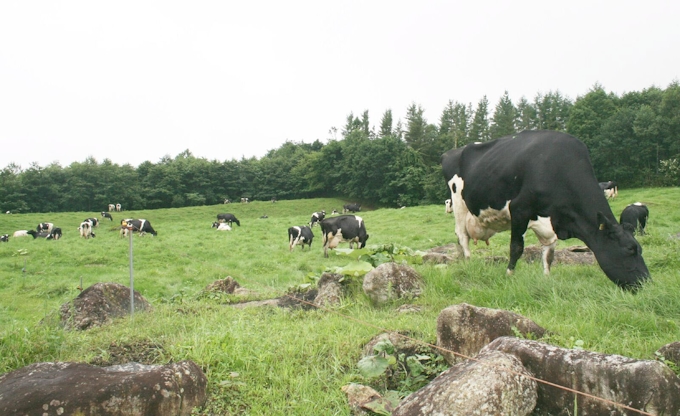 夏休みの国内旅行人気 北海道が2位 首位は沖縄 日本経済新聞