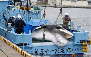 31年ぶりに商業捕鯨が再開された(釧路市、共同) 31年ぶりに商業捕鯨が再開された(釧路市、共同)