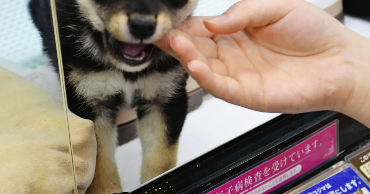 ペット販売 少し待って 犬猫は生後8週まで禁止へ 日本経済新聞 ペット販売 少し待って 犬猫は生後8週まで禁止へ 日本経済新聞