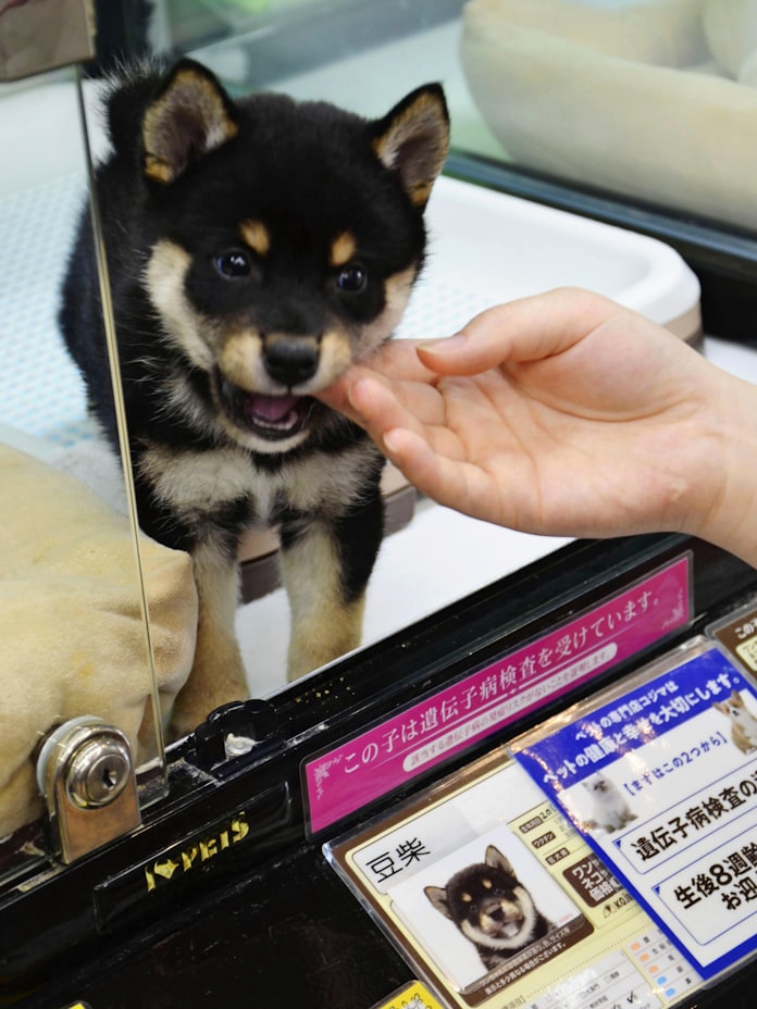 ペット販売 少し待って 犬猫は生後8週まで禁止へ 日本経済新聞 ペット販売 少し待って 犬猫は生後8週まで禁止へ 日本経済新聞
